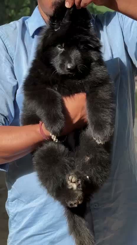 German Shepherd Puppy, farm video