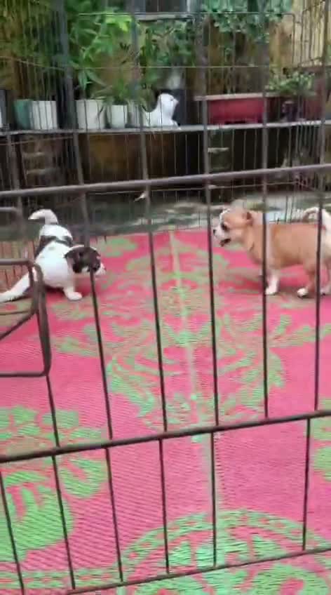 Chihuahua Puppy, farm video