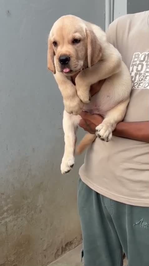 Beagle Black & Tan Puppy, farm video