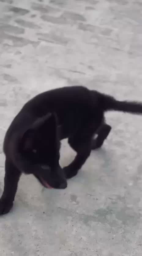German Shepherd Puppy, farm video