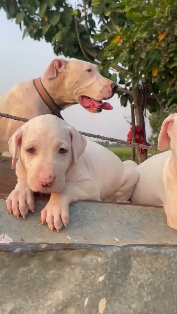 American Bully Pocket Size Puppy, farm video