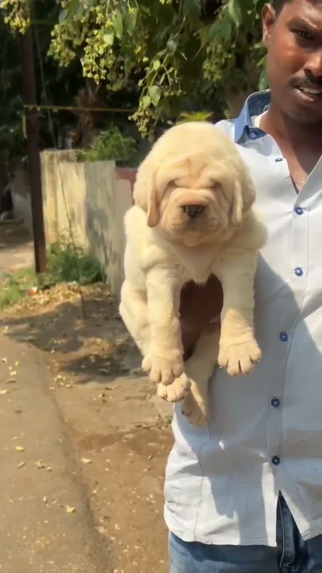 Beagle Black & Tan Puppy, farm video