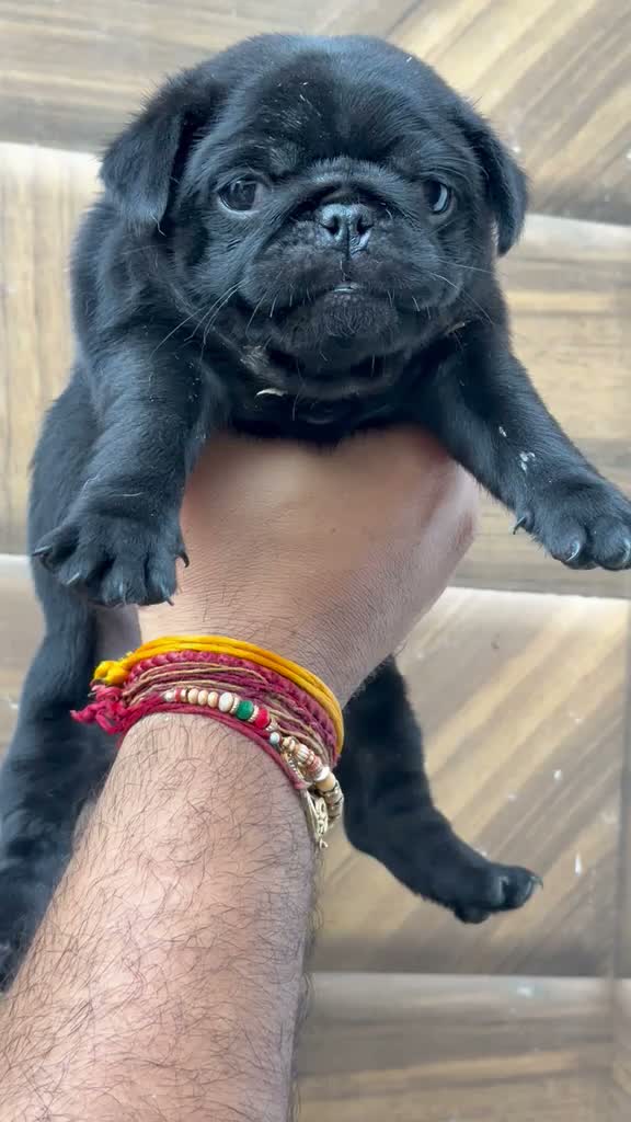 Pug Puppy, farm video