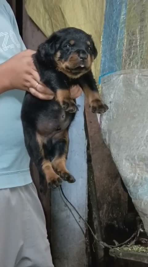 Rottweiler Puppy, farm video