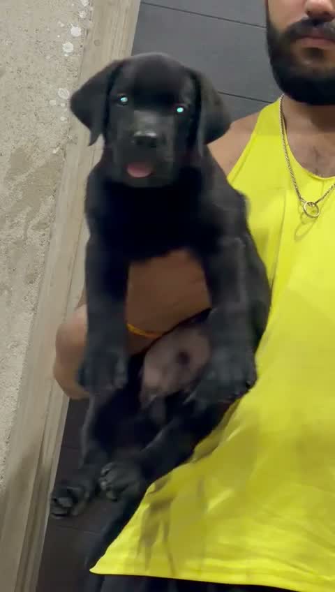 Beagle Black & Tan Puppy, farm video