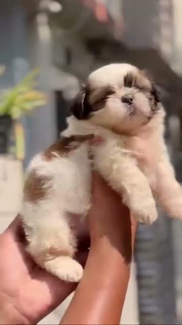 Shih Tzu | Black Color, farm video
