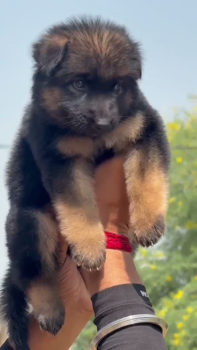 German Shepherd Puppy, farm video