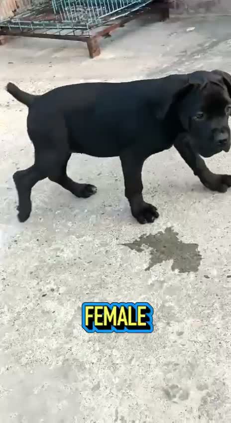 Dachshund Puppy | Brown, farm video