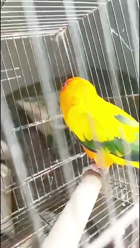 Emma Conure, farm video