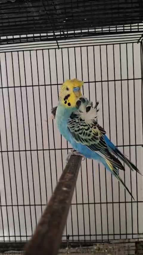 Homer Pigeon, farm video