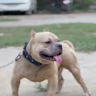 American Bully Pocket Size Puppy, farm video