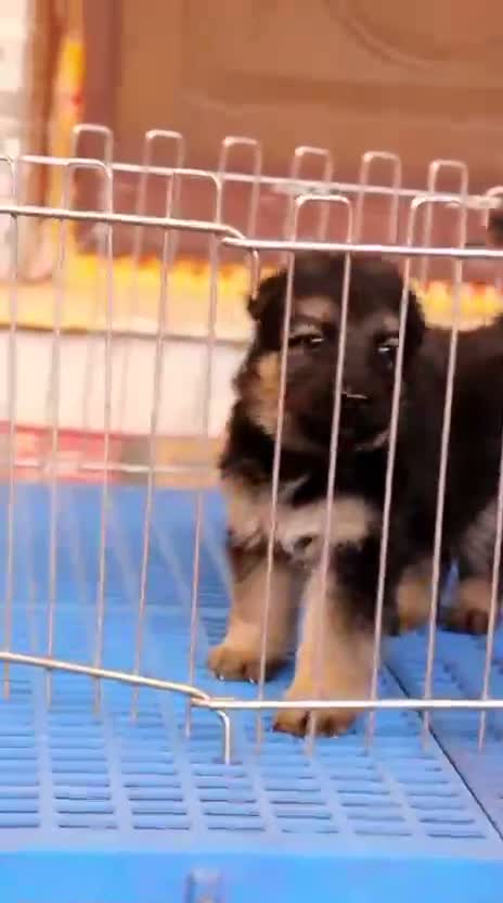 German Shepherd Puppy, farm video