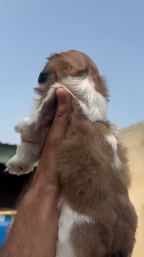 Shih Tzu | Black Color, farm video