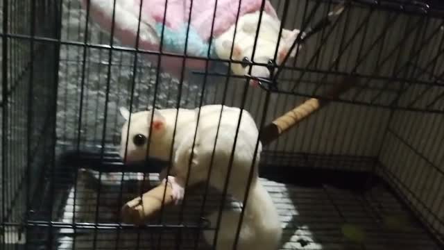 Sugar Glider | Grey, farm video