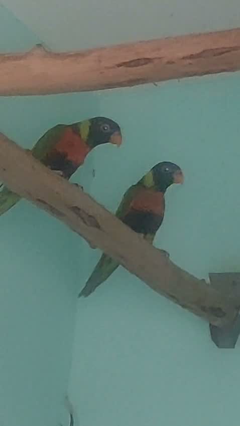 Chattering Lorikeet, farm video