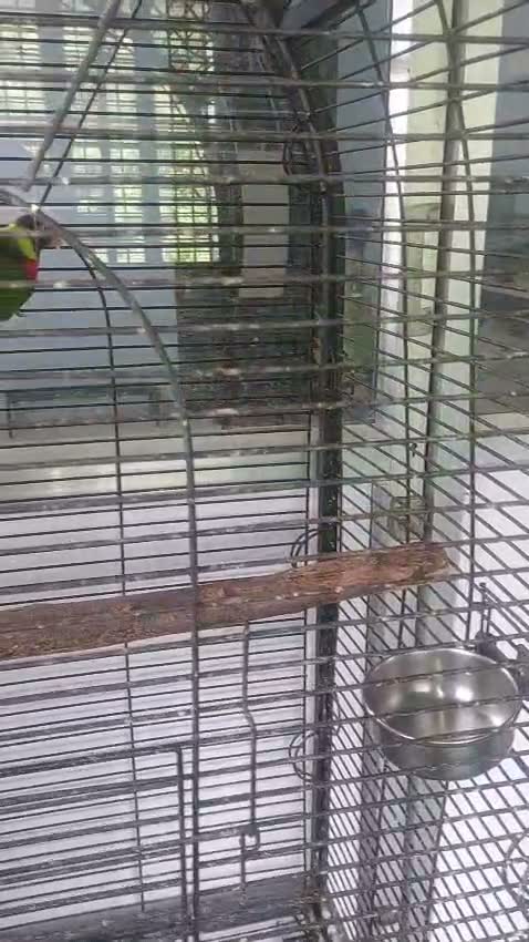 Chattering Lorikeet, farm video