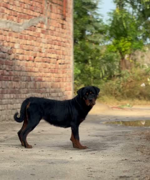 Dachshund Puppy | Brown, farm video