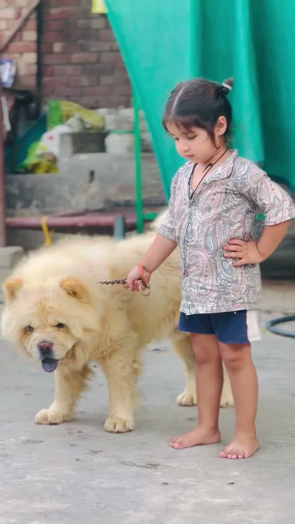 Chow Chow Puppies, farm video