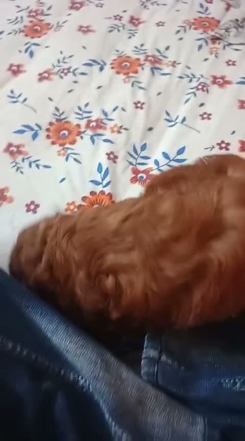 Cockapoo Puppy, farm video