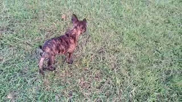 French Bulldog Puppy, farm video