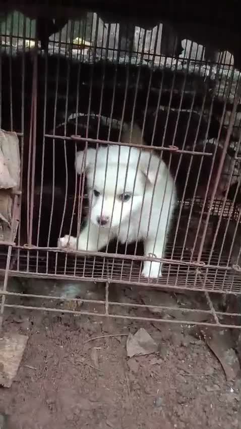 Culture Pom Puppy, farm video