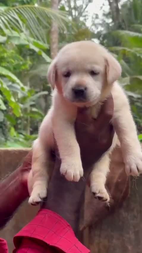 Beagle Black & Tan Puppy, farm video