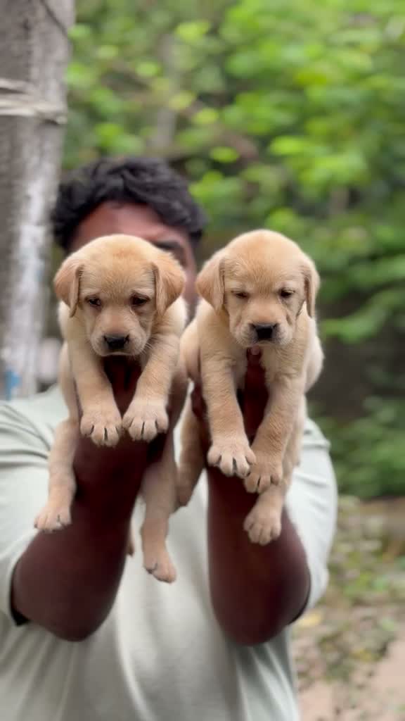 Beagle Black & Tan Puppy, farm video