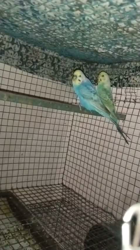 Budgies | Fallow, farm video