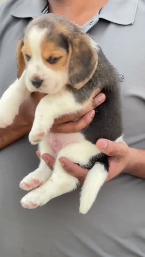 Beagle Black & Tan Puppy, farm video