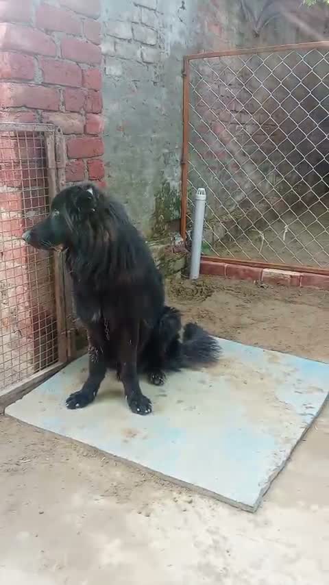 German Shepherd Puppy, farm video