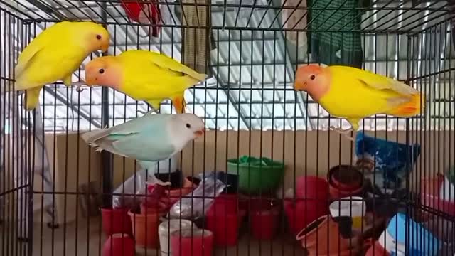 Blue Throated Conure, farm video