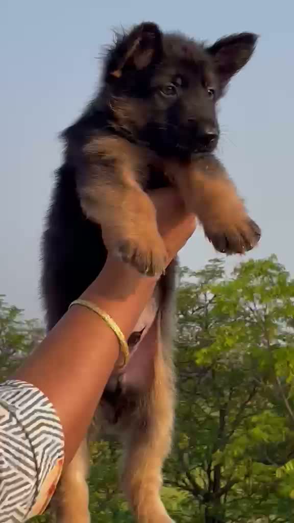 German Spitz Puppy, farm video