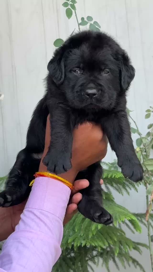 Dachshund Puppy | Brown, farm video