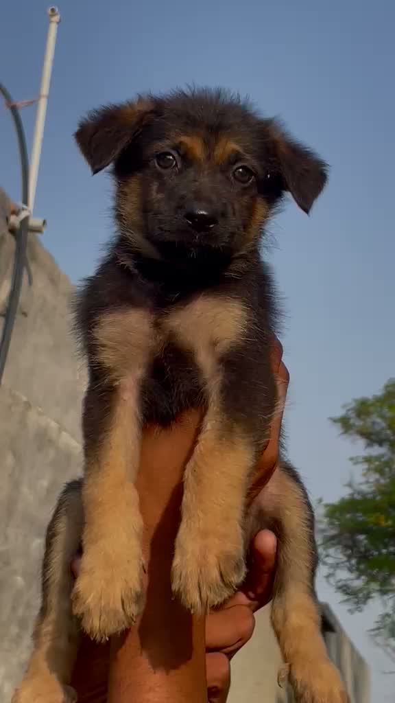 German Spitz Puppy, farm video