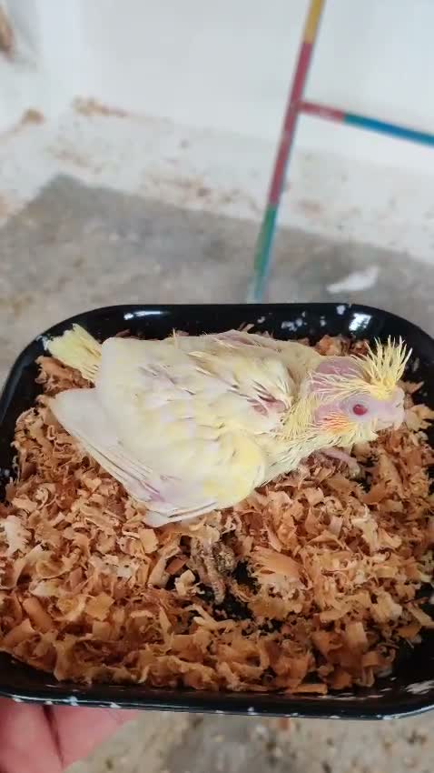 Cockatiel, farm video