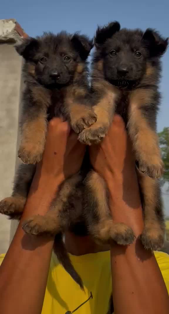 Dachshund Puppy | Brown, farm video