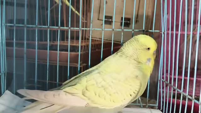 Exhibition Budgies, farm video