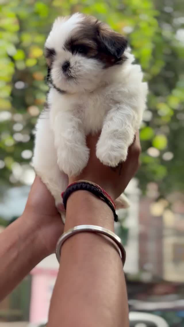 Dachshund Puppy | Brown & Tan, farm video