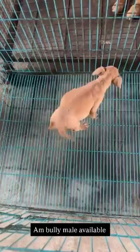 American Bully Pocket Size Puppy, farm video