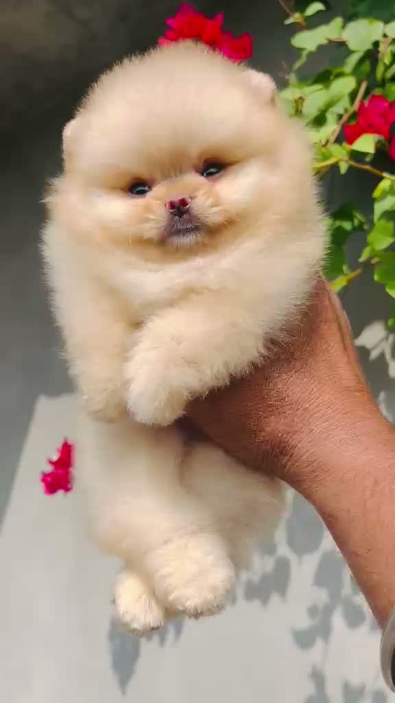 Pomeranian Puppy, farm video