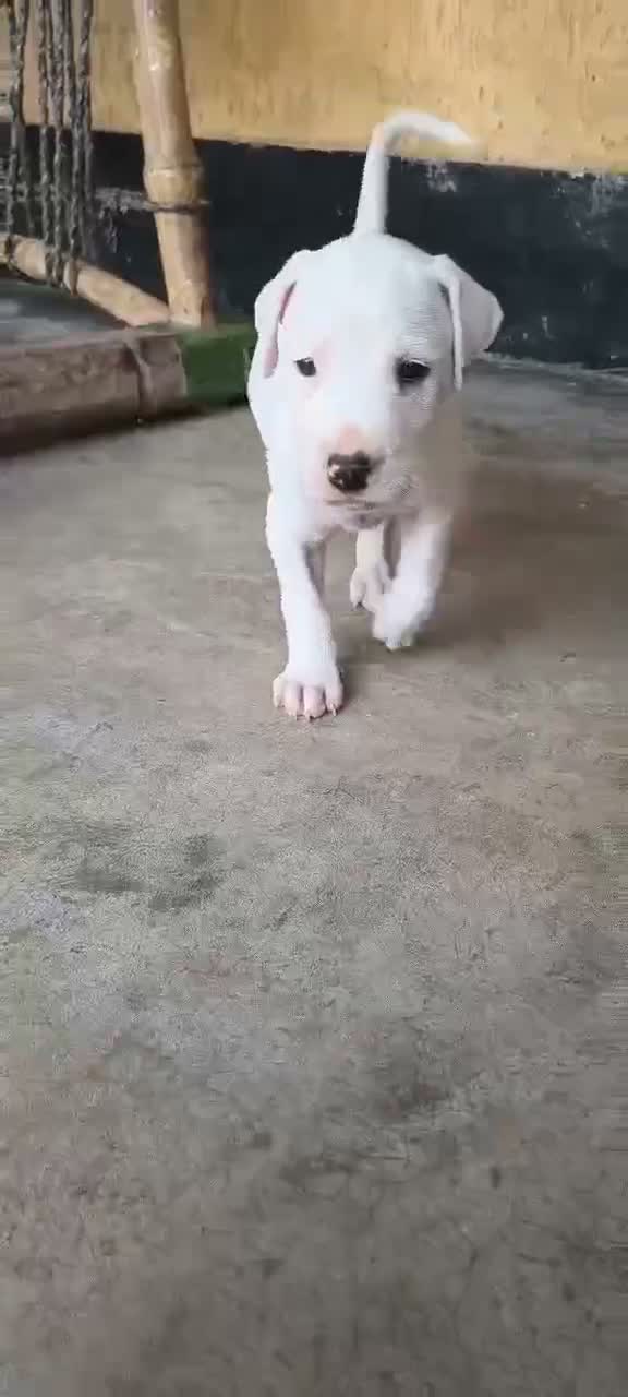 American Bully Pocket Size Puppy, farm video