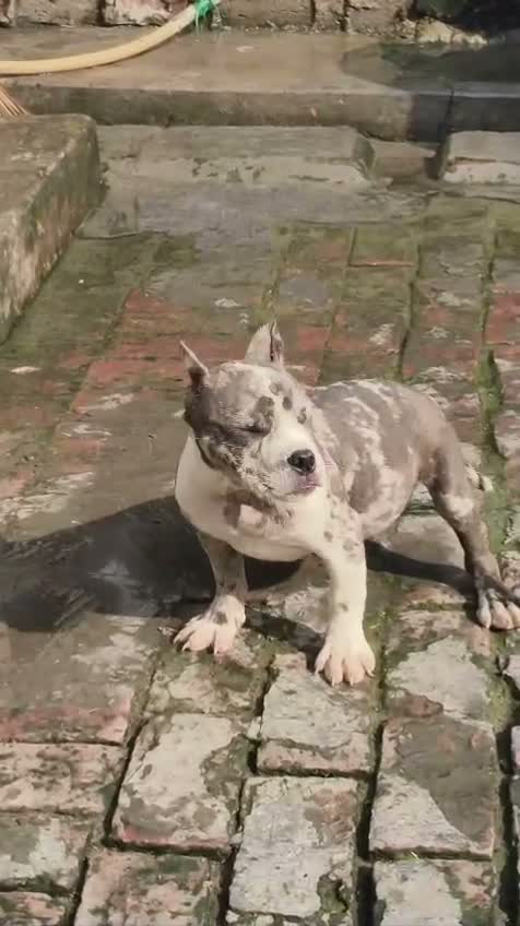 American Bully Pocket Size Puppy, farm video