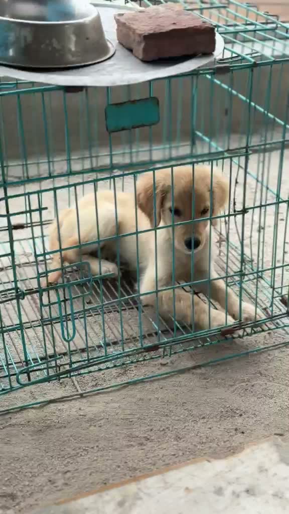 Dachshund Puppy | Brown & Tan, farm video
