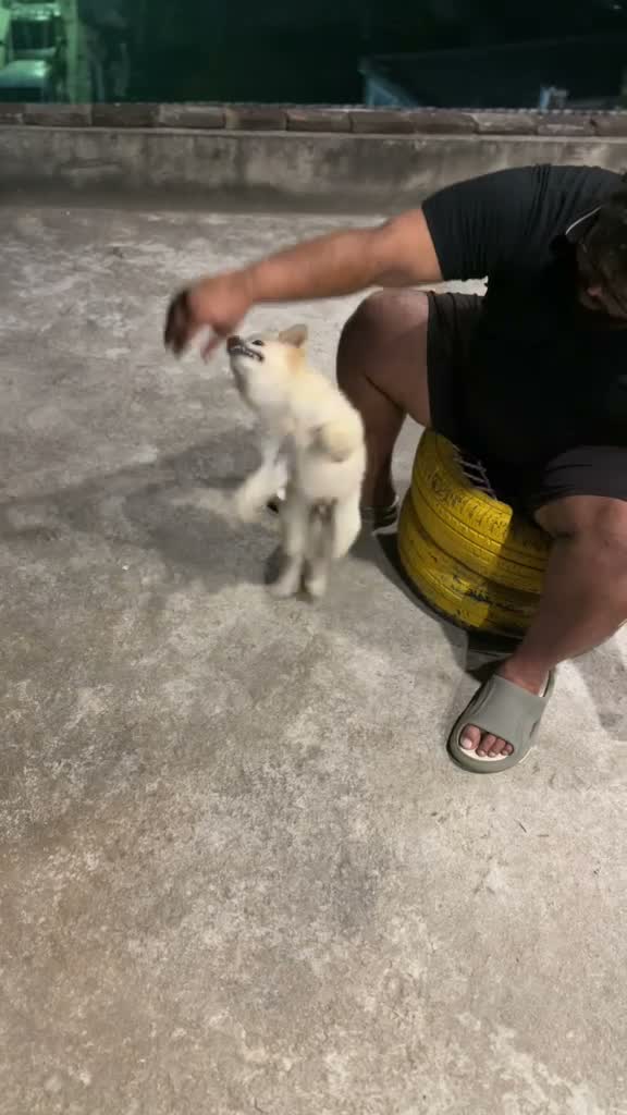 Culture Pom Puppy, farm video