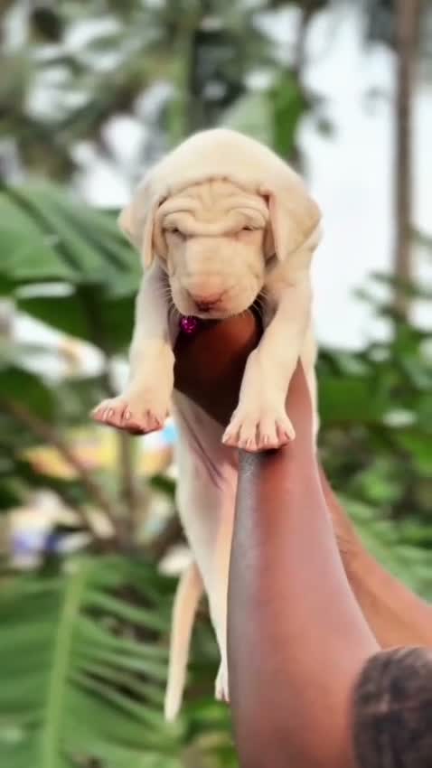Dachshund Puppy, farm video