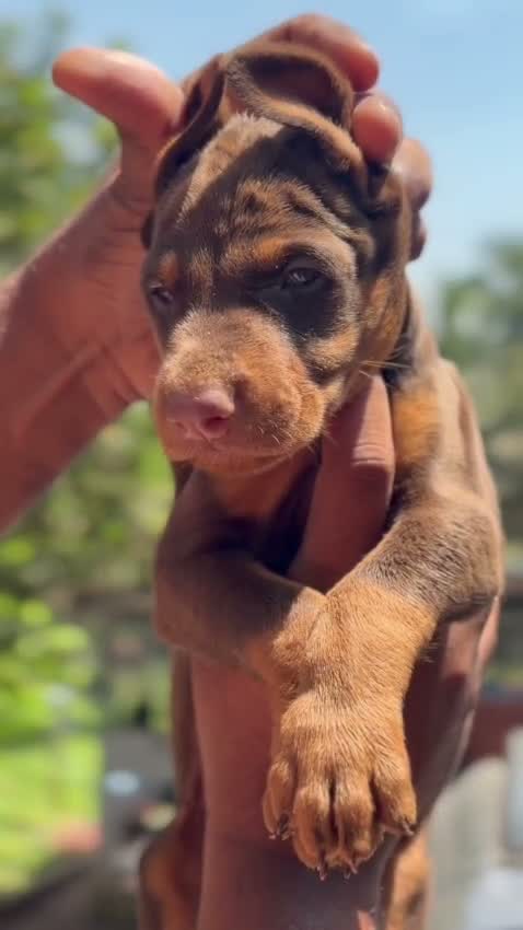Doberman Pinscher Puppy, farm video