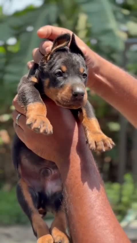 Doberman Pinscher Puppy, farm video