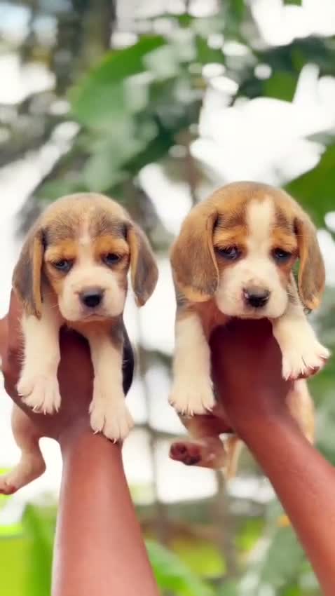 Dachshund Puppy, farm video