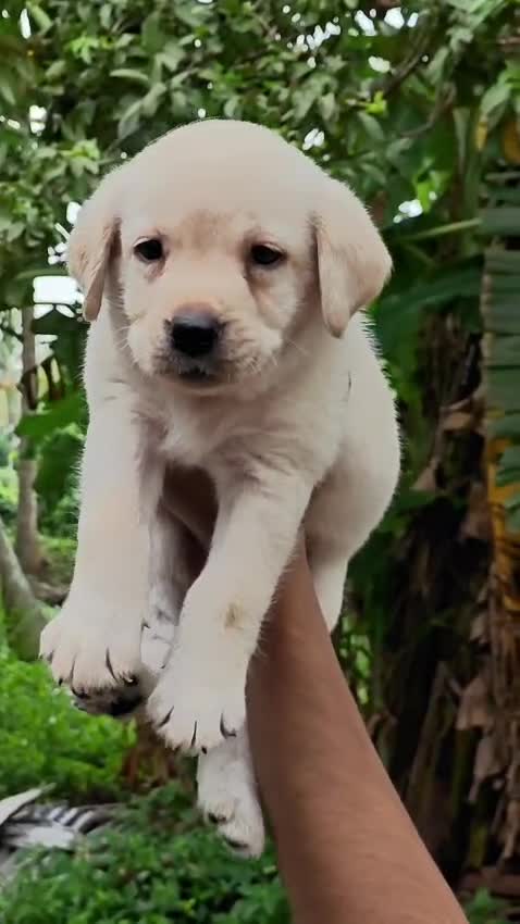 Dachshund Puppy, farm video