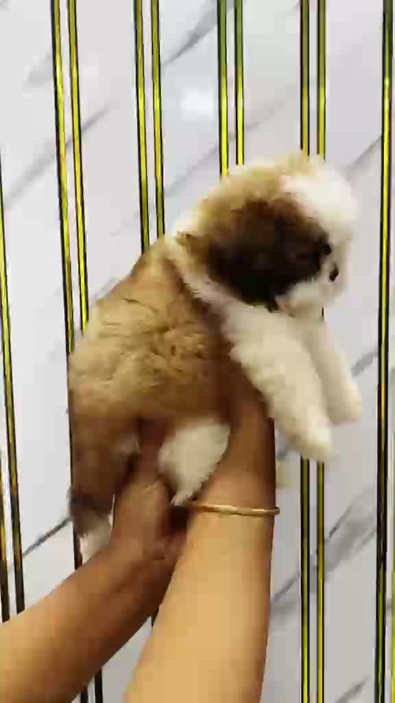 Dachshund Puppy | Brown & Tan, farm video